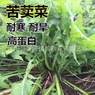 Bitter Rapeseed Seeds, Perennial Pasture Grass Seeds, Fish, Pigs, Chickens, Ducks and Goose, Bitter Rapeseed, Bitter Wheat, Bitter Rapeseed, Bitter Rapeseed, Bitter Rapeseed