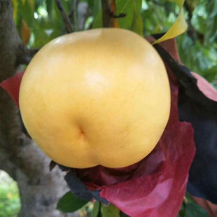 ���Ե�������8̖Ʒ�N�����S������21̖�Ҙ���޽������S�������