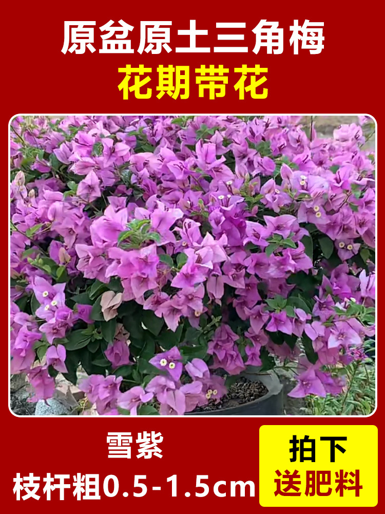 눈보라색 모종은 약 45-50cm [사계절 꽃이 핀다] (꽃과 함께 배송)