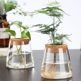 Factory Direct Sales of Hydroponic Plant Bottles, Transparent Glass Ecological Bottles, Factory Wholesale of Hydroponic Plant Bottles