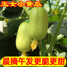 新鲜玉女黄瓜水果小黄瓜拇指黄瓜生吃青瓜清脆黄瓜网红批发