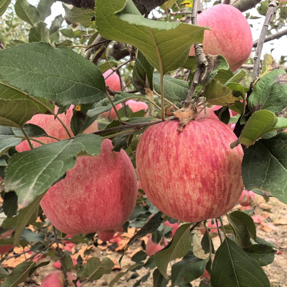 Shaanxi Apples iPhone Luochuan Apples 24 Pieces 90 Apples Origin