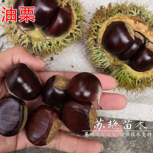 ǧ��֮�� ����������� ���_���� �޽Ӱ��������Ϸ������Nֲ����