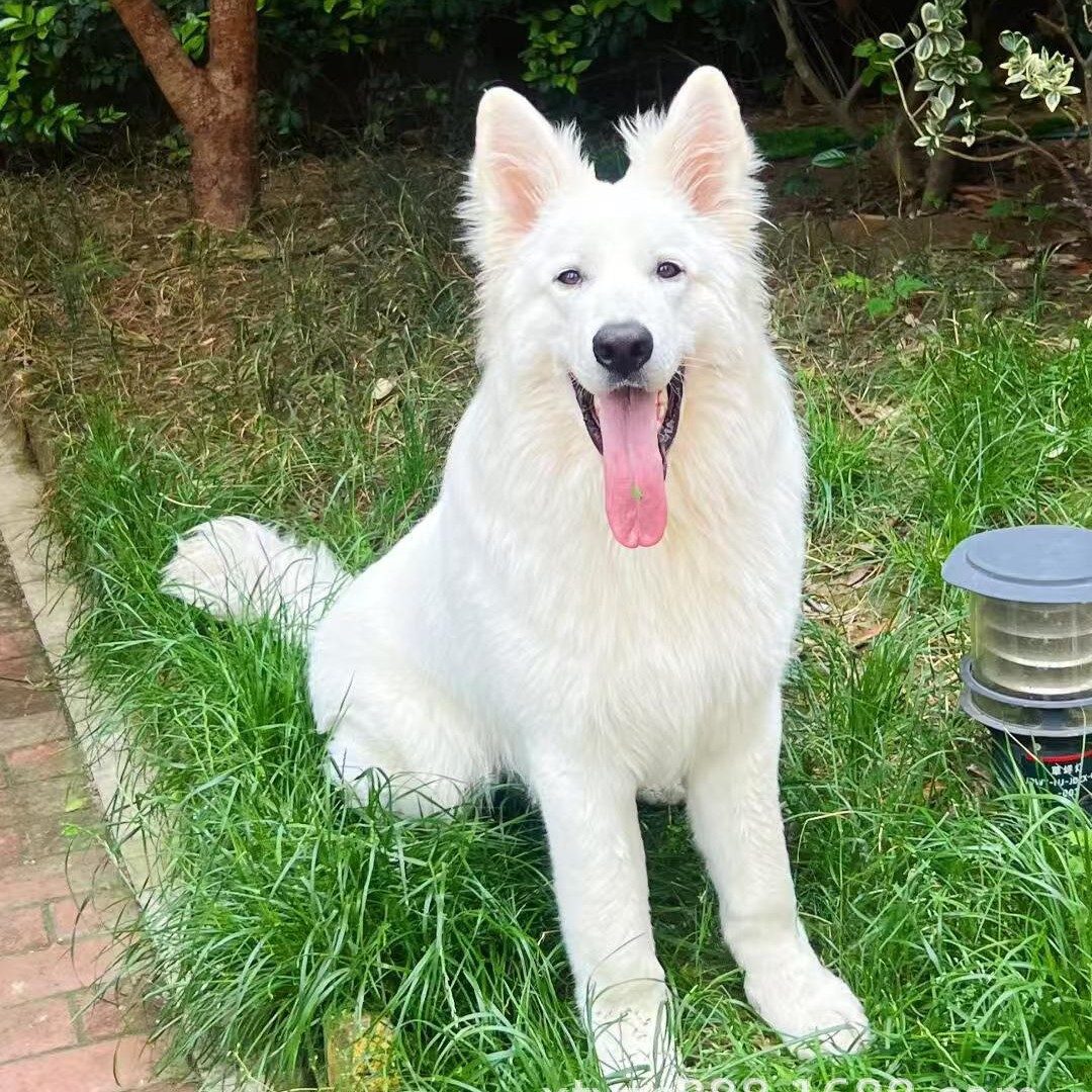 纯种瑞士牧羊犬幼犬活体白色德牧长毛短毛护卫犬工作犬宠物狗狗