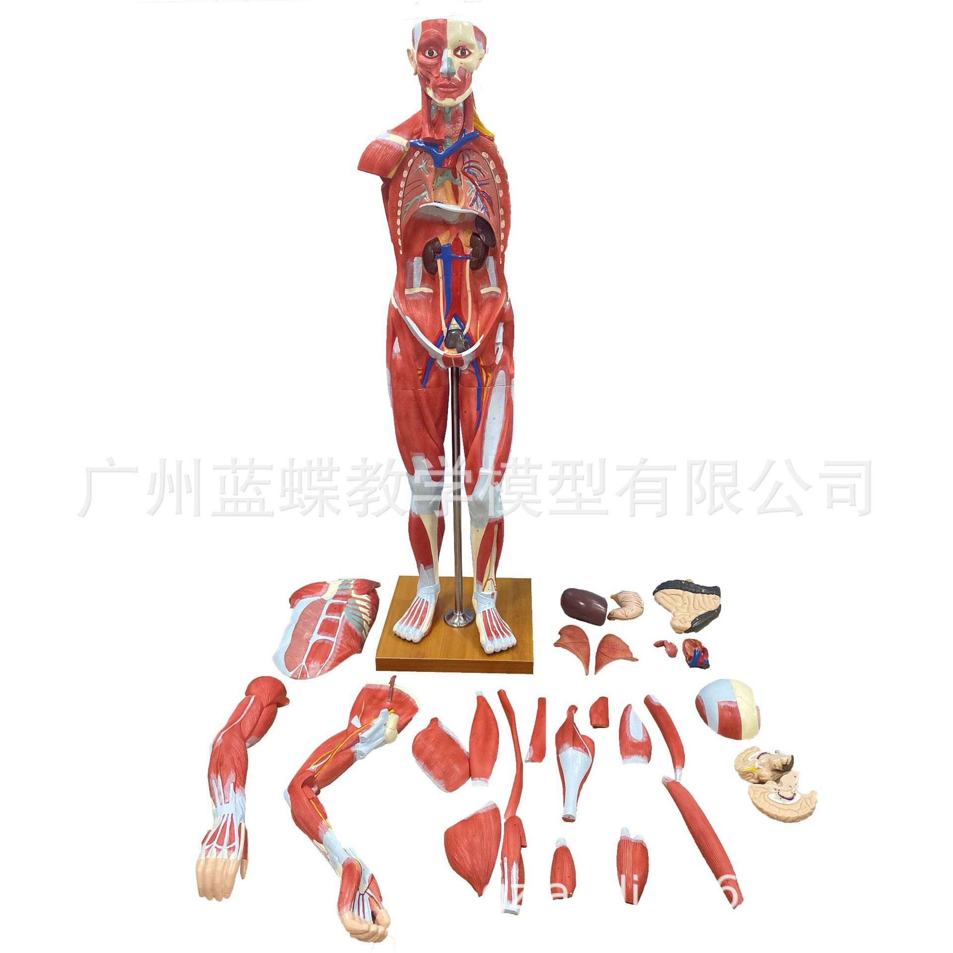 170CM����ȫ�����⸽����ģ��ҽѧ��ѧ�������弡������������