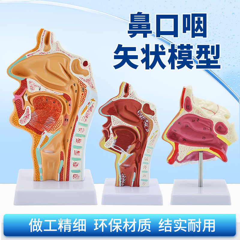 �����ǻ��ǻ�ʺ�����ʸ״ �ڱǺ� ����ģ�� ���Ǻ���ģ��  ����