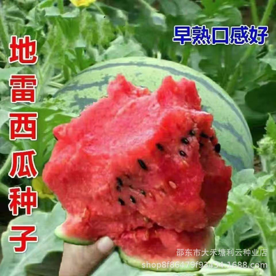 懒汉地雷王西瓜种子农家特大地雷懒汉西瓜种子圆形高产西瓜种子