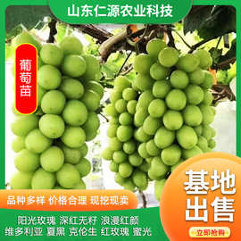 阳光玫瑰葡萄树苖 嫁接矮化盆栽葡萄果树苗 当年结果庭院浪漫红颜