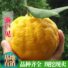 �޽���Ʒ�N������|��Ҋ�������Ϸ����Ե��ԷNֲ����Y����������