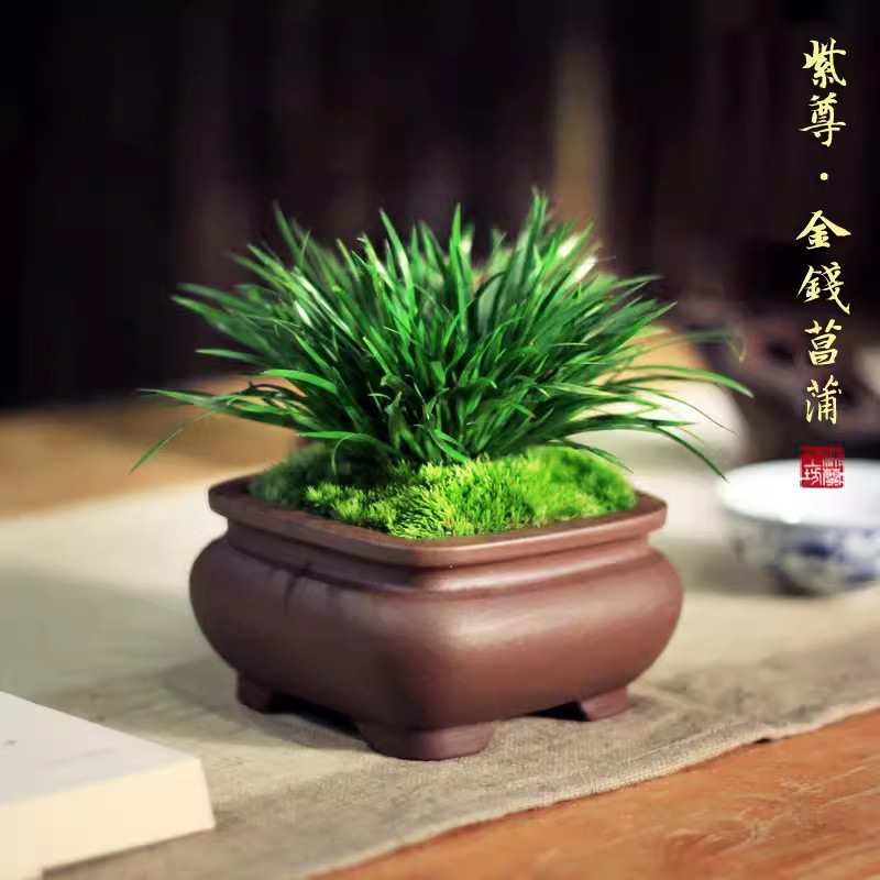 Money Calamus Bonsai Small Potted Office Tea Table Ornaments Zen Style Indoor Micro Landscape Florals and Green Plants