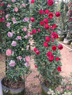 Large-Flowered Rose with Strong Fragrance, Multi-Season Flowering, Courtyard Climbing Vine, European Moon Promenade Balcony Potted Vine Rose, Dragon Sand Gem