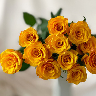 Brilliant Yellow Yunnan Cut Flower Upright Shrub Rose Balcony Courtyard Potted Green Plants Florals Green Plants