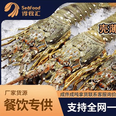 活冻小青龙大龙虾宴席专家海鲜批发
