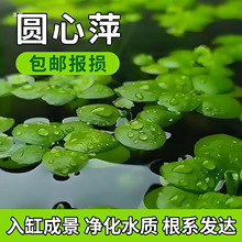 �A��Ƽ��Ƽ����ˮ�|ˮ��GֲͥԺ�k�����~�r�����쾰����Ư��ˮ��
