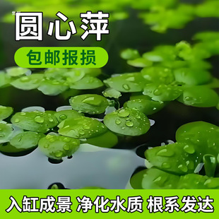 �A��Ƽ��Ƽ����ˮ�|ˮ��GֲͥԺ�k�����~�r�����쾰����Ư��ˮ��