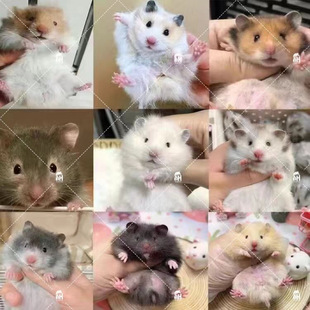 �Lë��z�ܻ����Ѵ�����С�}���Lë��ϡ�в���������ë�ܻ��w����