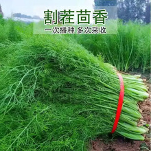 蔬菜种子小茴香种子盆栽食用四季阳台农家庭院播种可多次收割茴香