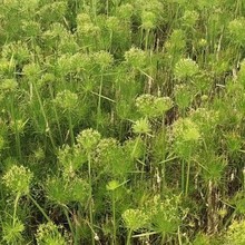 ���ش������ۼ�ɯ��ˮ��ֲ��Ѫ�����ײݰ���������