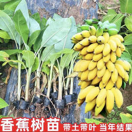 矮化香蕉粉蕉小米蕉苹果蕉红蕉树苗皇帝蕉苗芭蕉大苗南方当年结果