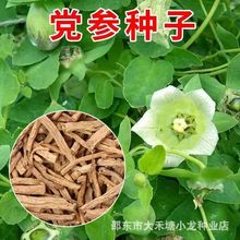 党参种子中药材种籽多年生春秋播种阳台盆栽四季春季白条中草药籽