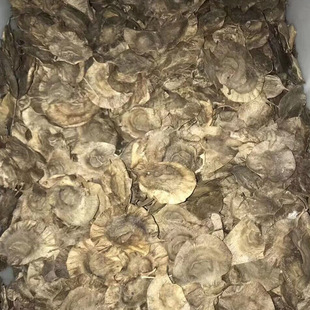 �S�����l С�~��̴�N�� ���~̴  �S��ľ ̴���N��