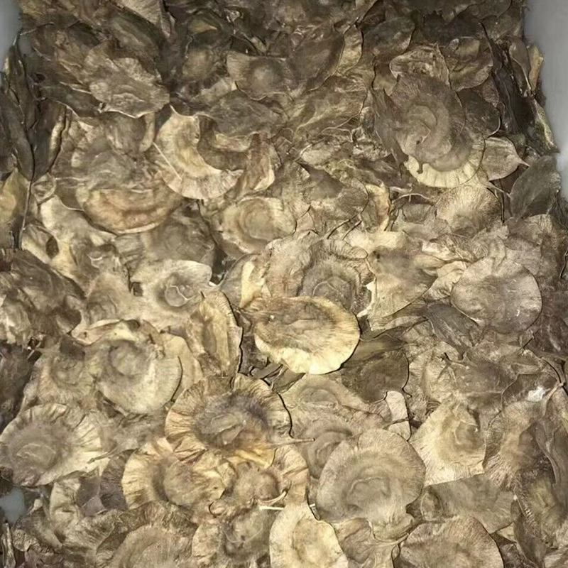 Фабрика оптом дольковые красные семена сандалового дерева перо Лист сандалового дерева желтый кипарис семена сандалового дерева