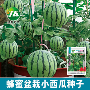 �S�Ҵ������l��������С���ϷN�ӱ��Ǽt�ı�Ƥ�tȿС�����ϷN��