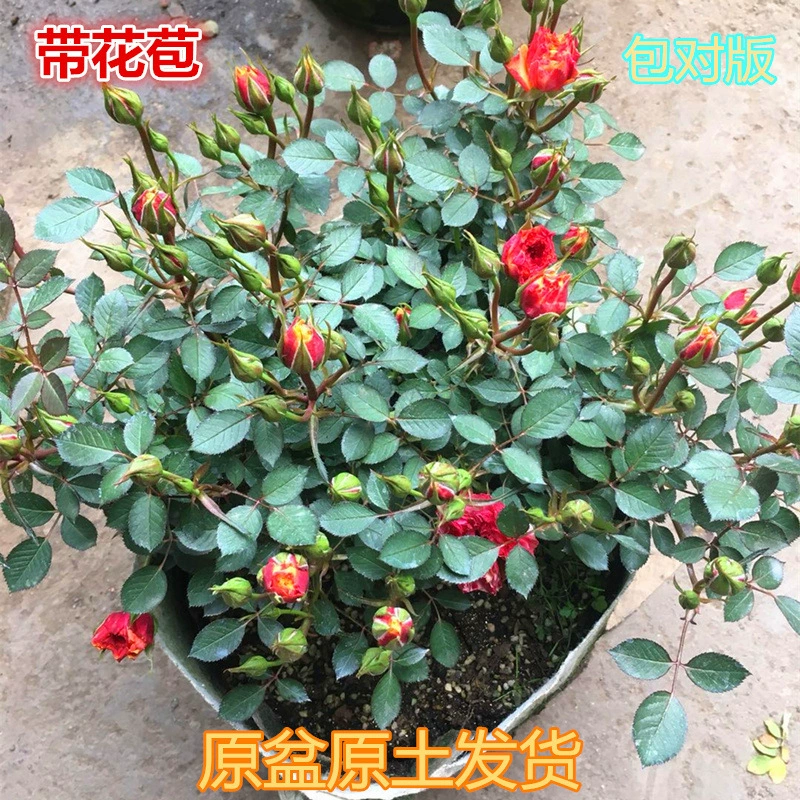 Четырехсезонные розы-саженцы, вьющиеся розы, очень крупные цветы, цветочные горшки для балконных роз, канарейки с бутонами.