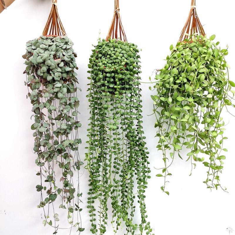 Love Vine Plant Hanging Succulent All Year Round Evergreen Indoor Hanging Wall Green Plant Potted Vine Hanging Orchid Balcony Flower