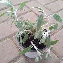 ī������β��������������β�ݹ����� ͥԺ�������� �������ڳ�