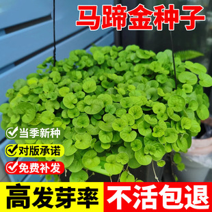 �²��R���ݷN�� �l ��ƺ�N�Ӳ��� �R���e�����X�� �~�X�ݷN��