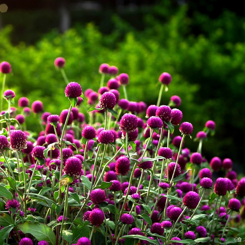 Семена Millennium Purple, семена Millennium Red, семена цветов, летнее цветение на открытом воздухе, весеннее посев, летние цветы, легко выращивать во дворе.