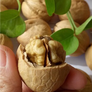 ���l�������l��؛���ұ�Ƥ�½�33���������½��خa�������ք�����