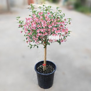 Сľ�Ȼ������԰������Π��̨ͥԺ���@����ֲ���_�����B����ľ��