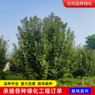 �������Ę������l�@�־G������ͥԺ���ԸߗU�ͷ�֦��؛�k�����Ę�