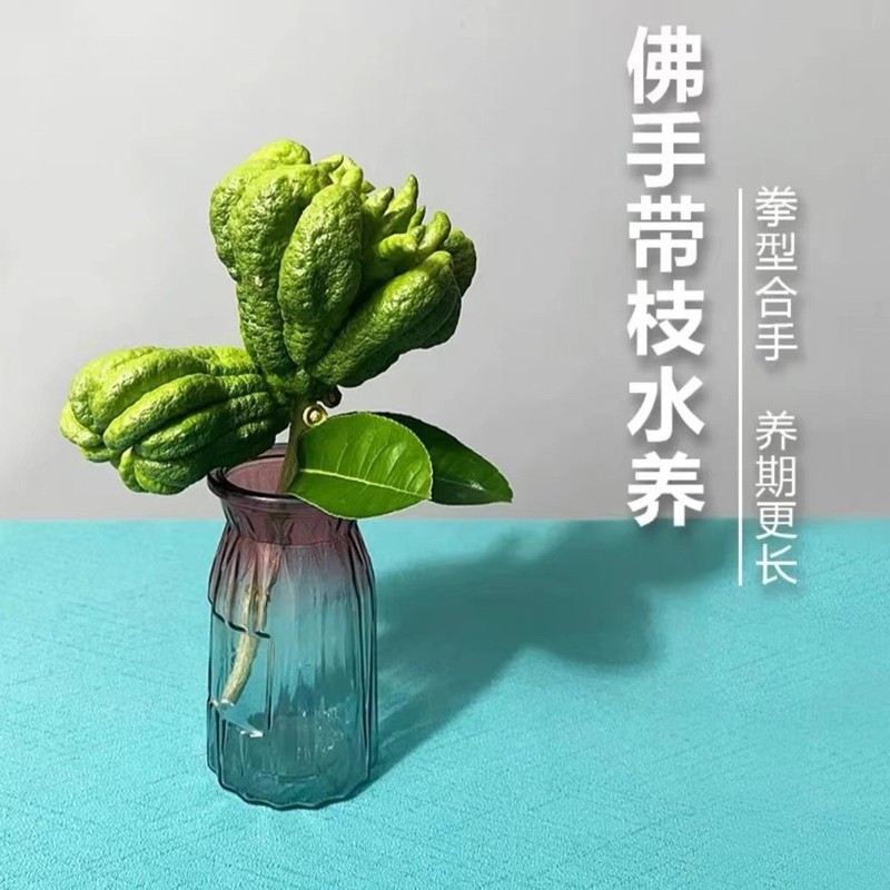 现摘新鲜佛手柑鲜果大果观赏水培无枝闻香清供可食用水果摆件青果|undefined