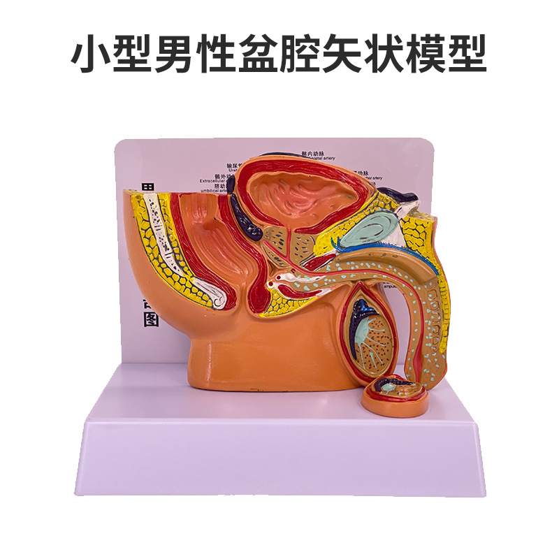 ��ǻģ��Ů��ʸ״����ģ����ֳϵͳ������������ϵͳ��ѧģ��ҽѧ