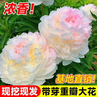 Peony Flower Seedlings with Double Petals and Buds, Cold-Resistant and Easy to Live, Balcony Courtyard Ground-Planted Peony Flower Seedlings, Potted Flower Plants