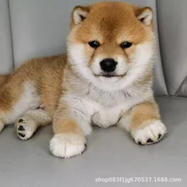 狗