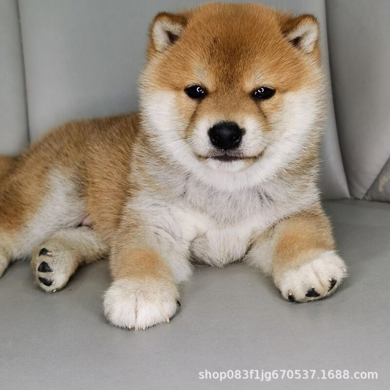 Purebred Shiba Inu Puppy Live Dog Red Bean Shiba Pet Puppy Boutique Shiba Inu Puppy Live Animal Small Shiba Inu Purebred Shiba Inu Puppy Live Dog Red Bean Shiba Pet Puppy Boutique Shiba Inu Puppy Live Animal Small Shiba Inu