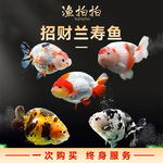 兰寿金鱼小金鱼苗观赏鱼淡水好养宠物小型泰狮耐活锦鲤冷水鱼活鱼