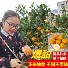 廣西柳州特產融安脆蜜金桔孕婦當季新鮮水果現摘先發整箱順豐包郵