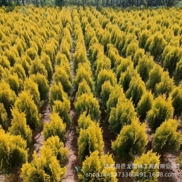 Базовые посыпанные золотыми шариками кипариса инженерные саженцы, посыпанные золотыми саженцами кипариса, посыпанные золотыми саженцами кипариса, цветные саженцы для озеленения двора