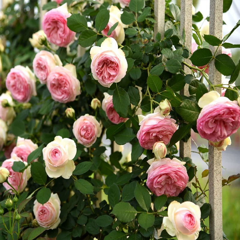 Роза Рассада Виноград Эта Роза очень большая во дворе Вьющиеся виноградные растения Цветочный горшок Балкон Стена для лазания роз Четыре сезона Цветение