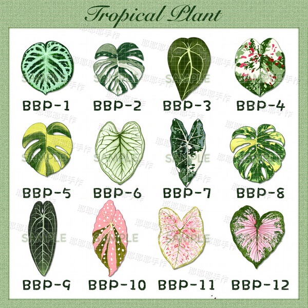 Begonia Tortoise Bamboo Decoration Refrigerator Sticker Magnetic Sticker Tropical Plant Iron-absorbing Stone for Children and Friends Popular Science Gift