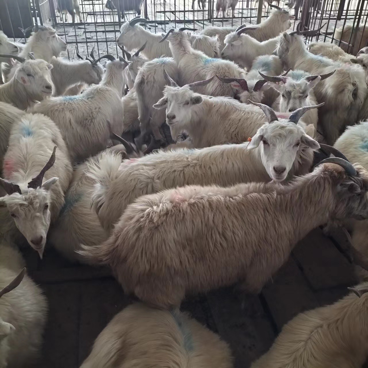 山西活体羊农户养殖绒山羊繁殖出售公羊母羊市场价格