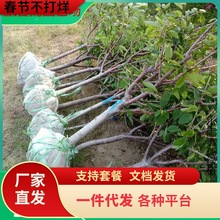 һ�����l܇���Ә��玧�����ش���Ҙ���Լ޽Ӯ���Y���Ϸ������N
