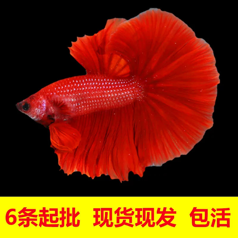 Таидоуй живые tropical ornamental fish Lion King Wedding fish Half Moon Male Fish Horsetail Night Market Stand Интернет-знаменитость оптом