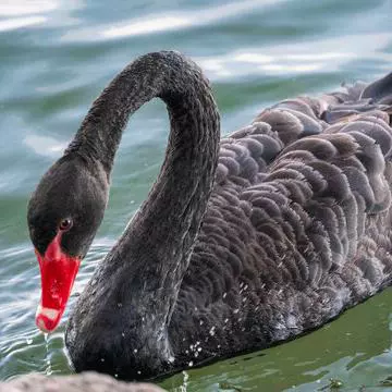 优质黑天鹅苗活体幼崽纯种黑天鹅幼苗高成活率批量批发支持视频
