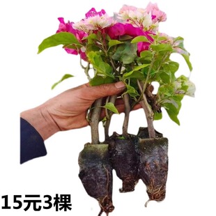 15Ԫ3��  ����÷���Ԏ����ļ��_������÷�绨��ֲ���ڻ���Ʒ�ذ�